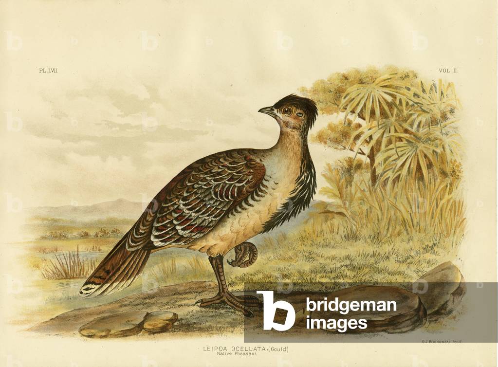 Native Pheasant Or Malleefowl 1891 by Gracius Broinowski, b/w