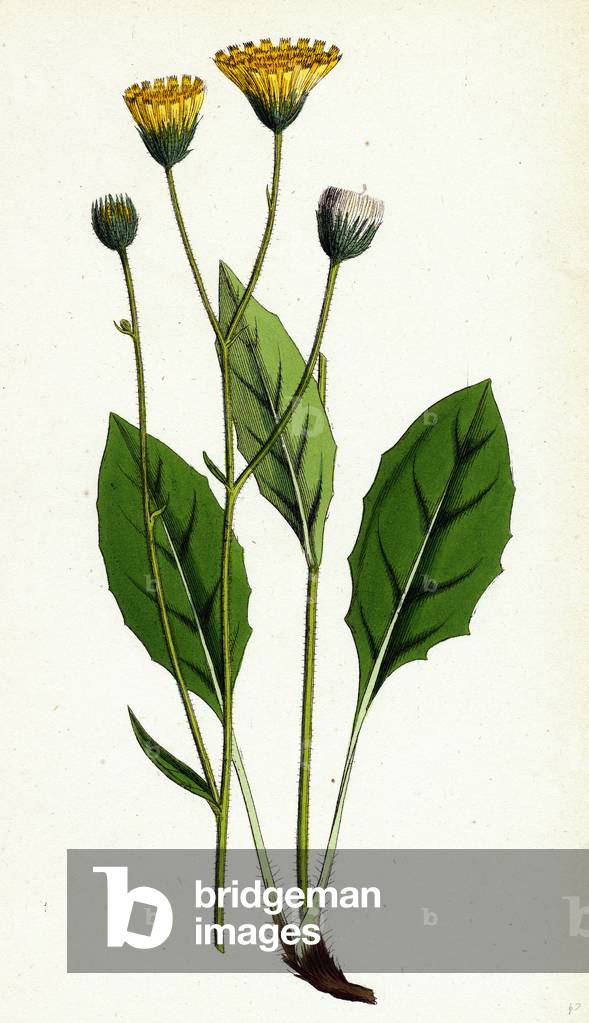 Image de Gravure représentant Hieracium Flocculosum Stellately Downy Hawkweed