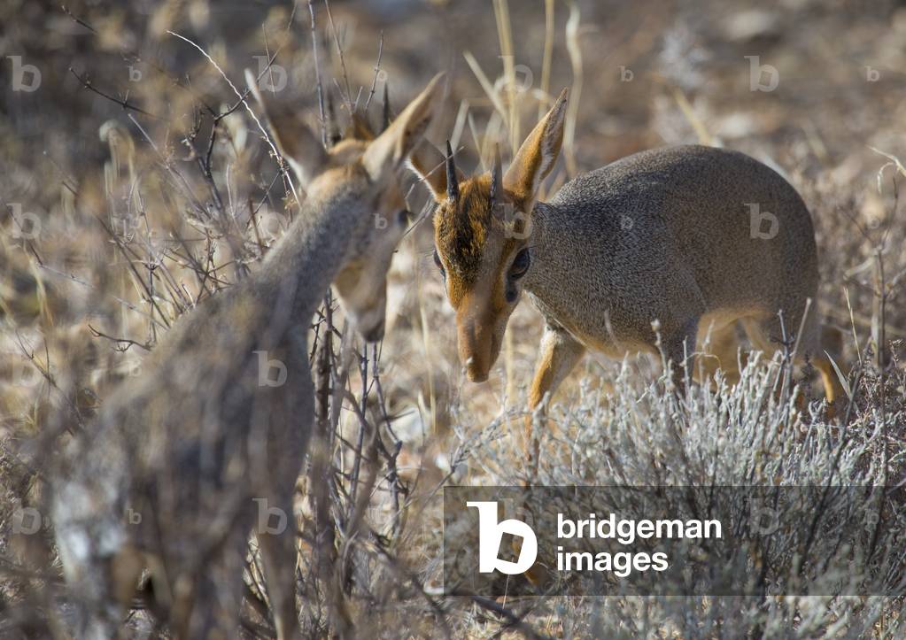 Kirk's dik-dik, Samburu county, Samburu national reserve, Kenia, Afrika (Foto)