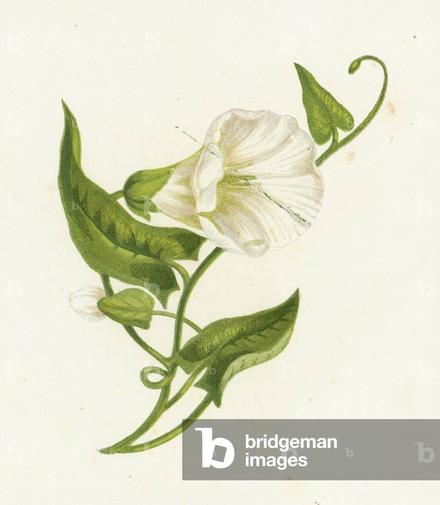 Grande Bindweed, Convolvulus Sepium (colore lito)