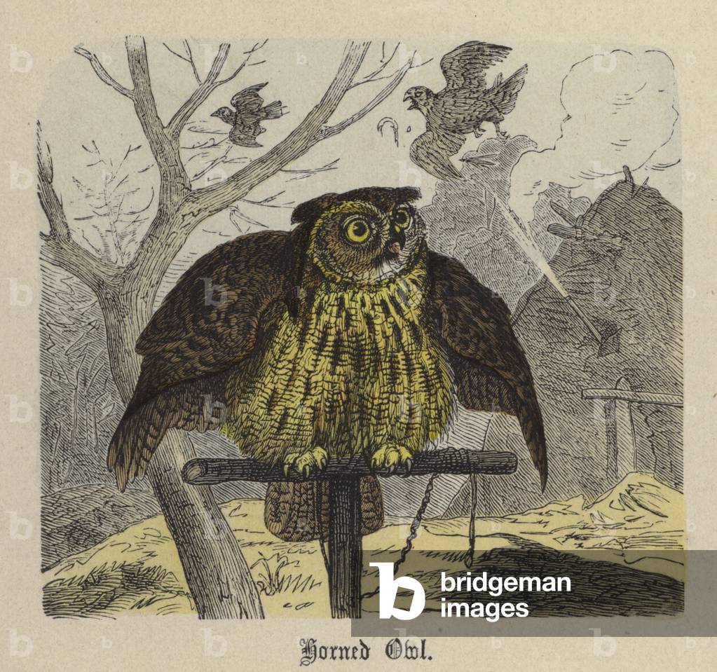 Image of Engraving depicting Horned Owl (coloured engraving) by Friedrich Specht, b/w