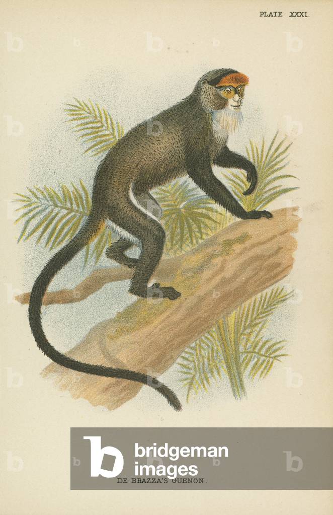 Guenon de Brazza (colore lito)