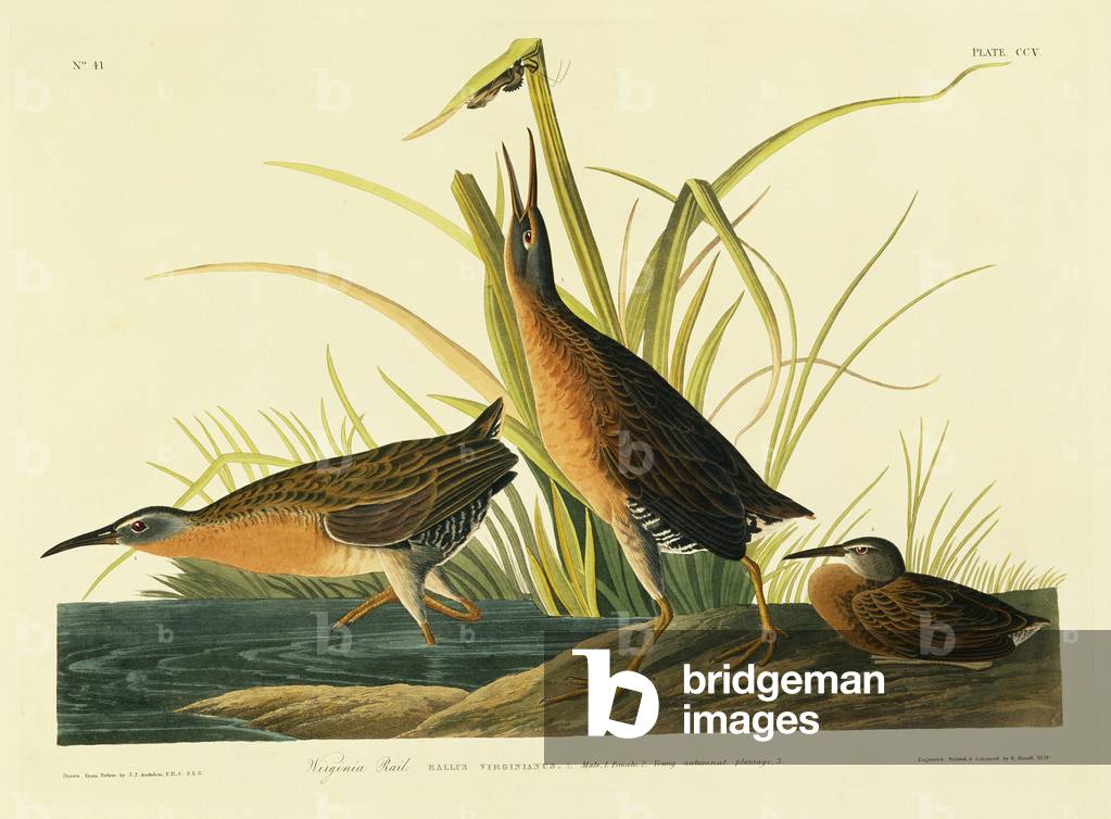 "Rallus limicola" 1827 von John James Audubon