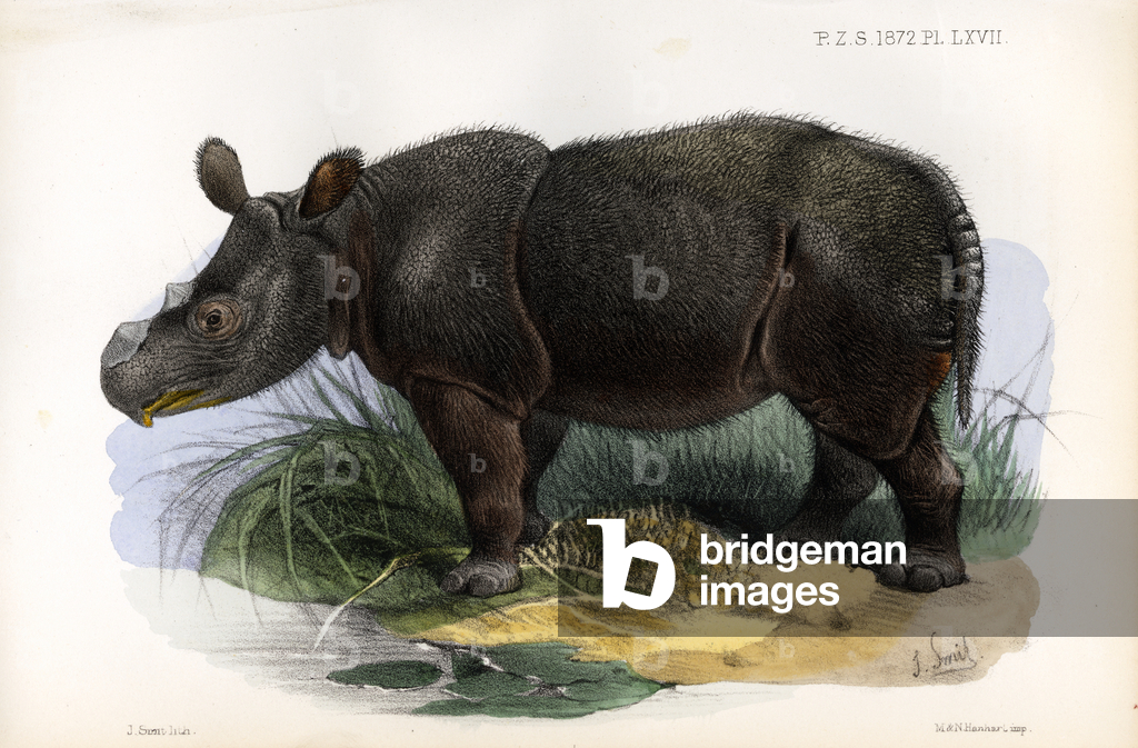 Javanisches Nashorn (Druck)