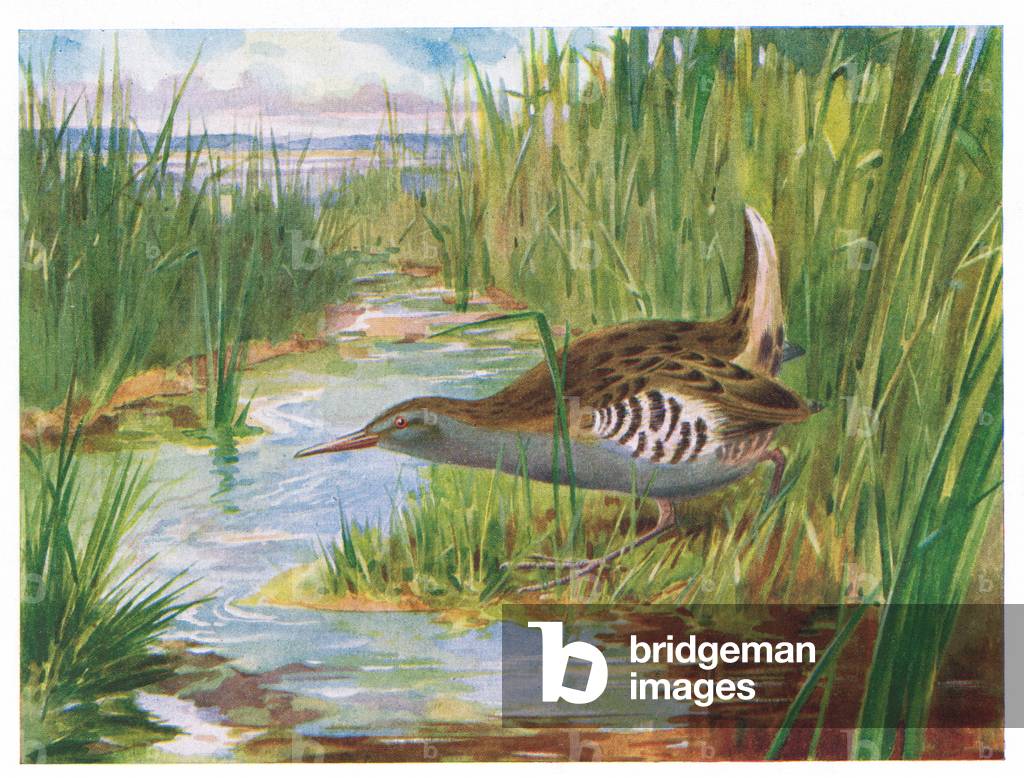 Water Rail, illustration from 'British Birds' by Kirkman & Jourdain, 1966 (colour litho)