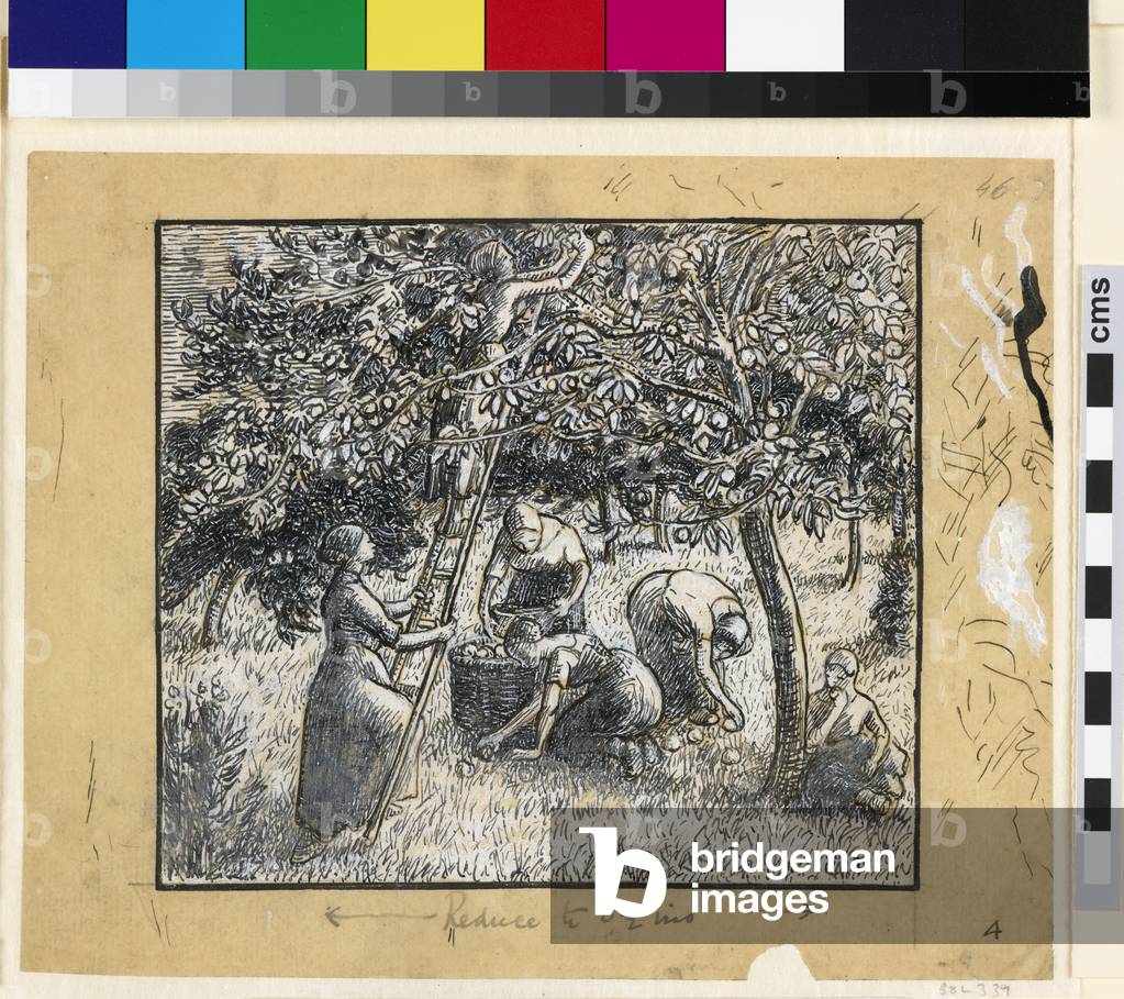 "Studio compositivo delle contadine che raccolgono mele (penna & inchiostro indiano con cinese bianca su carta