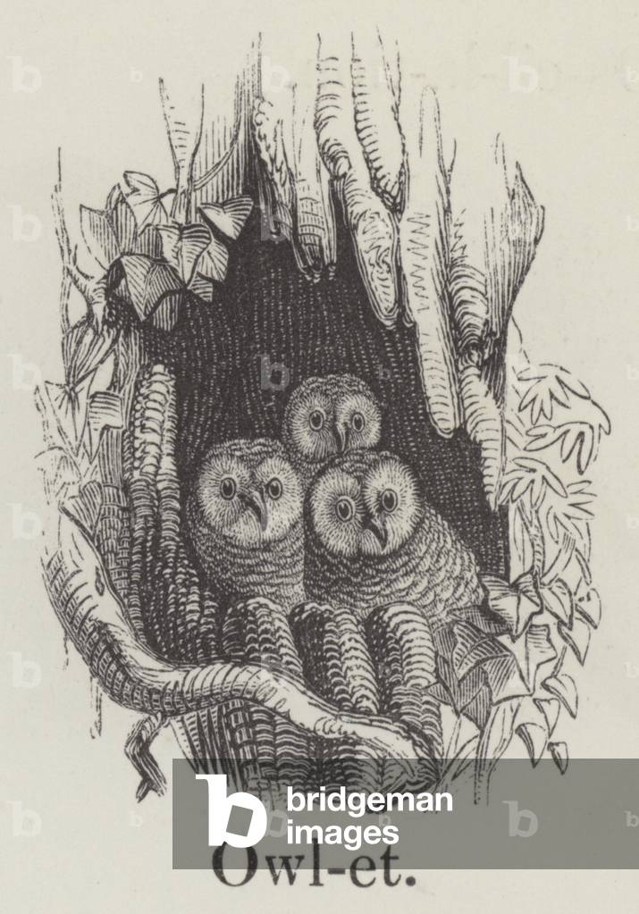 Eule (Gravur)
