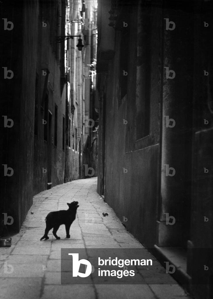 Gatto su una strada a Napoli (foto in b/n)