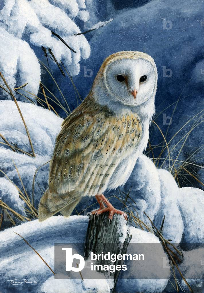 Image of Painting depicting Heavy snow - barn owl 2016 by Jeremy Paul
