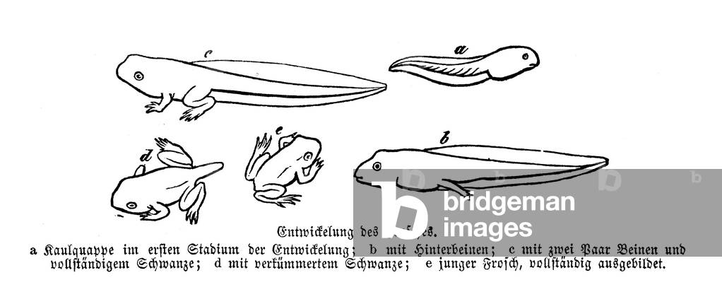 Froschentwicklung