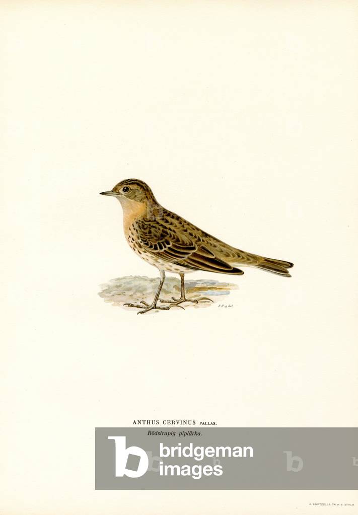 "Rotkehl-Pipit (Farblitho)" von Ferdinand Wright