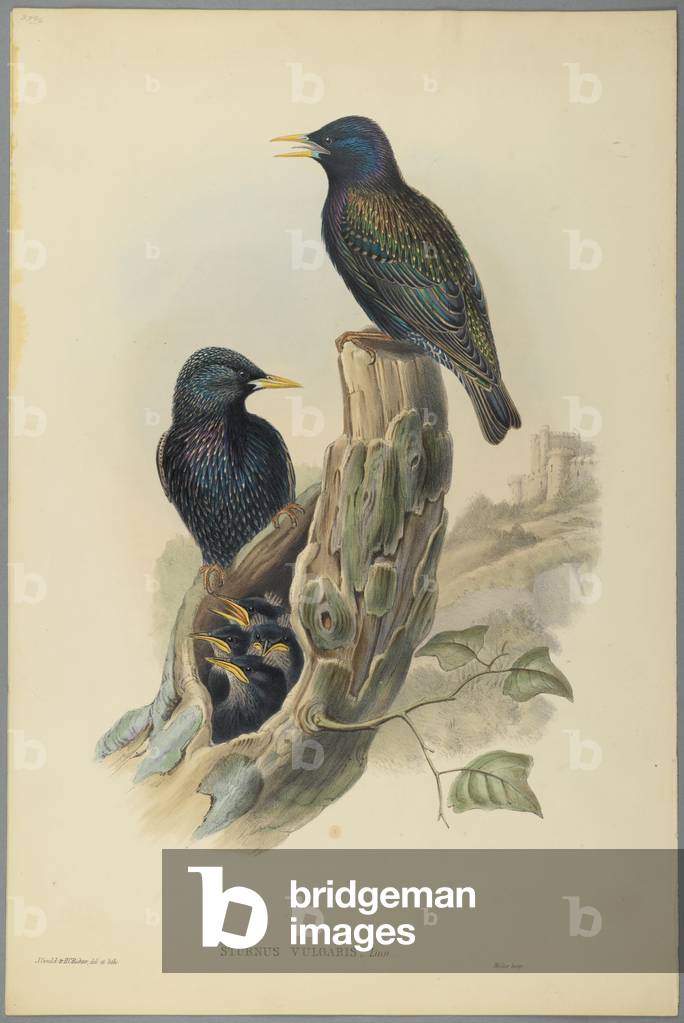 Immagine di Stampa "Starling: Sturnus Vulgaris (Linn) (lito colorato su carta tessutata)" di John Gould