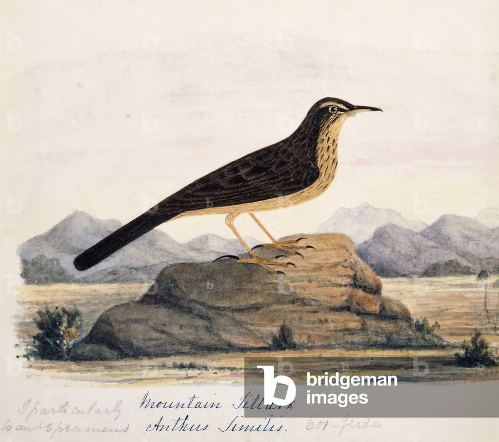 Image de Gravure représentant Anthus similis 1801 par Margaret Bushby Lascelles Cockburn