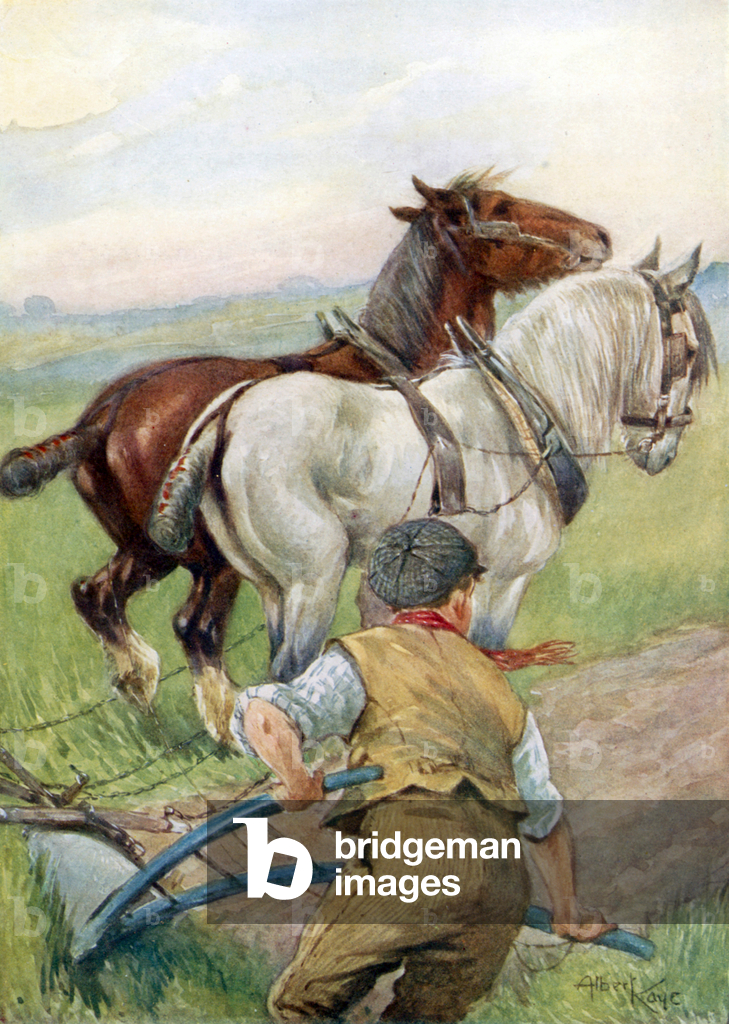 Immagine di Stampa "Cavalli che trainano un aratro (litografia a colori)" 1901 di Albert Kaye