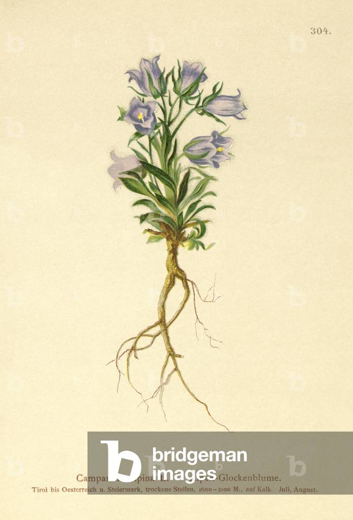 Alpine Bellflower (Campanula alpina) (colour litho) by German Artist