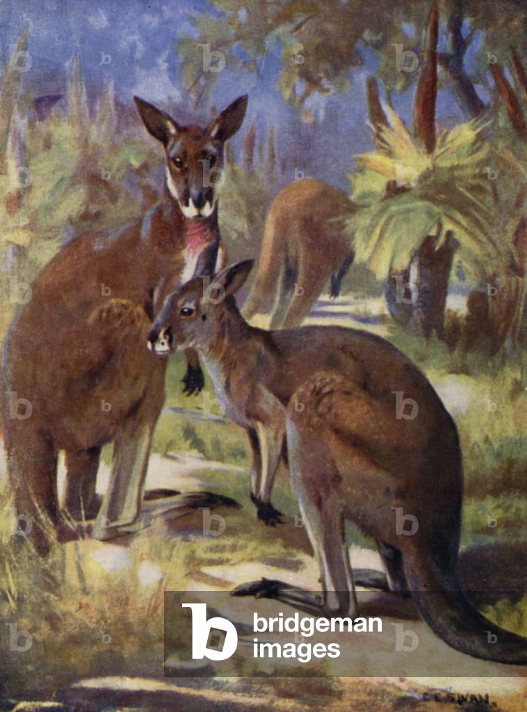 "Im Zoo: Kängurus (Farbe litho)" von Cuthbert Edmund Swan