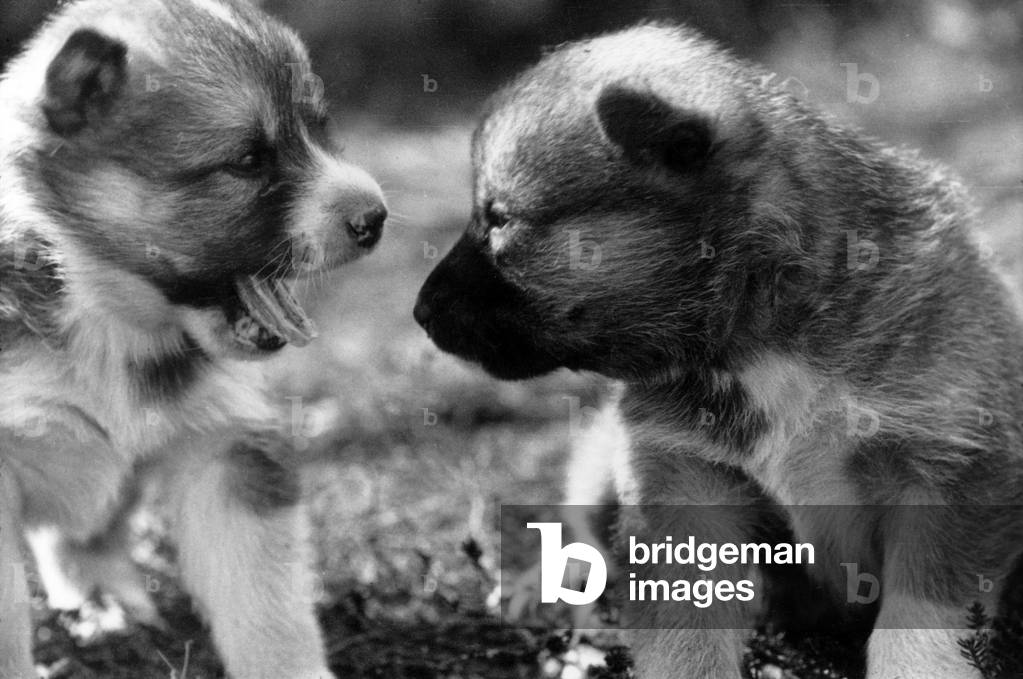 Image of Photography depicting Puppies of Paul Emile Victor: Timertsit and Ekridi, b/w