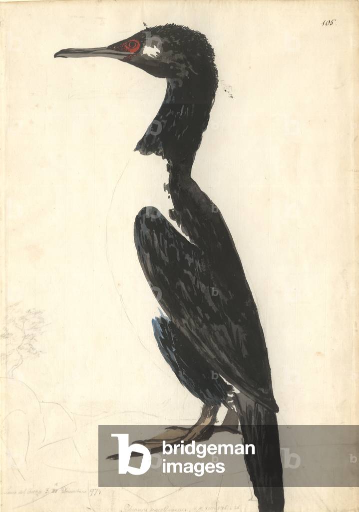 Immagine di Disegno "Phalacrocorax magellanicus" di Georg Forster, b/w
