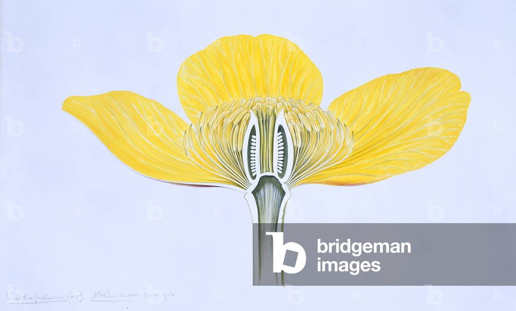 Bild von Zeichnung "Caltha palustris" von Arthur Henry Church