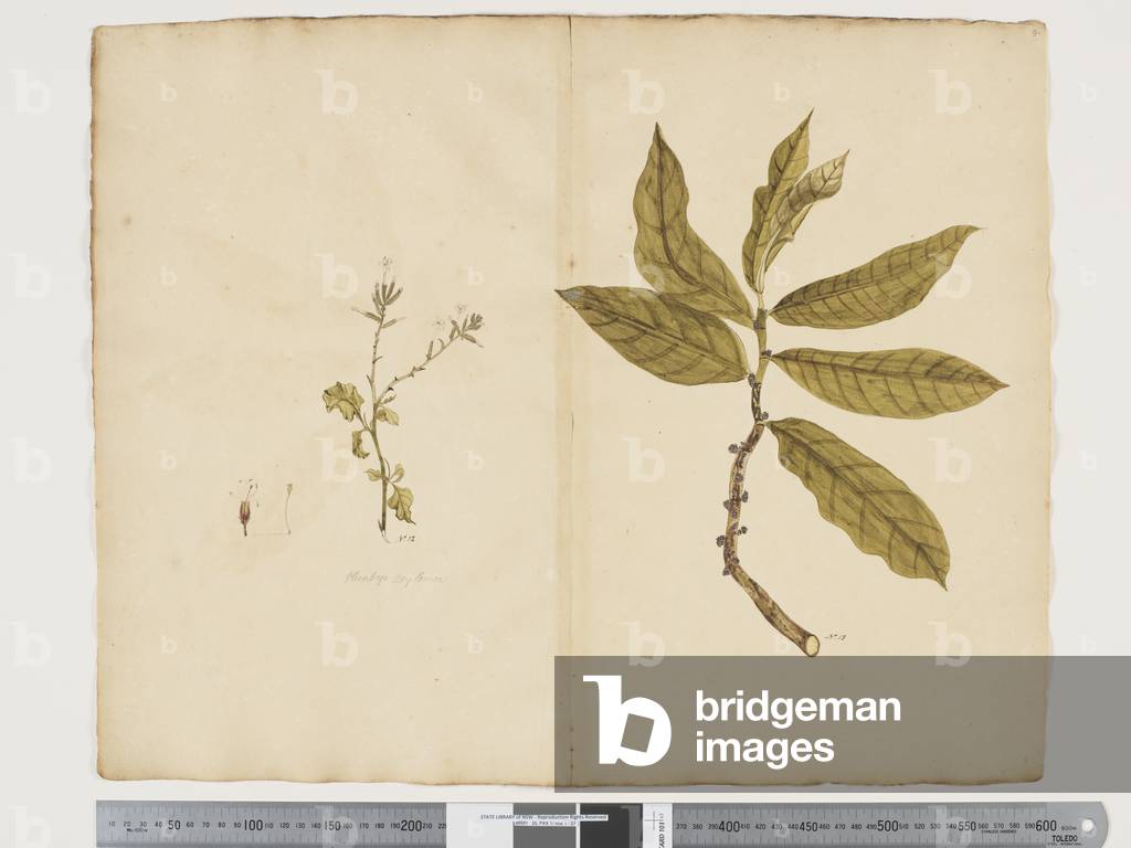 "F.9 Plumbagus xylenica; Procris montana" 1790 von John Doody
