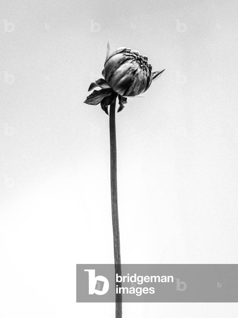 Tra i fiori 20, 2021 (foto b/n)