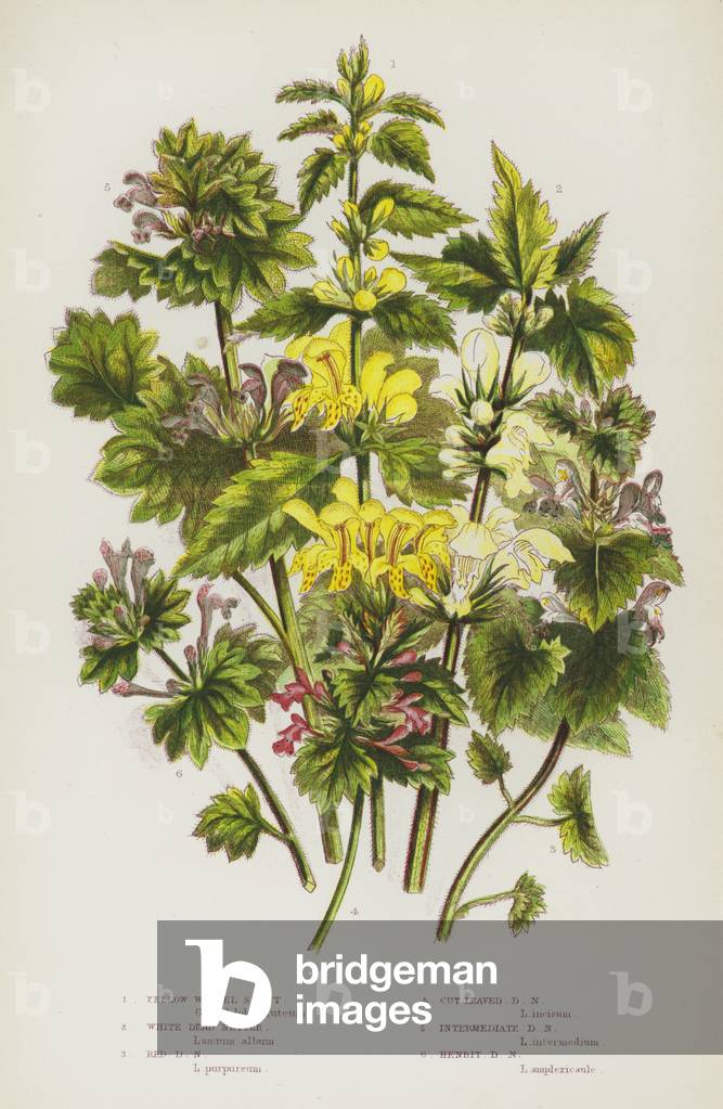 Le piante da fiore della Gran Bretagna, 1880 ca. (lito)