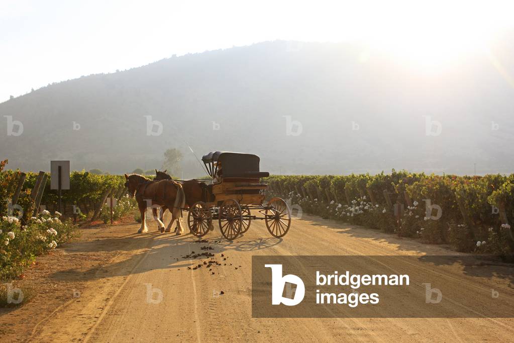 Carrello Cavalli in Winelands cileni (foto)