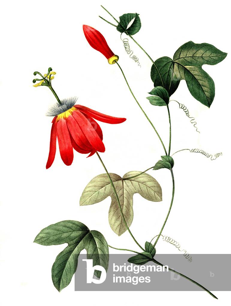 Image of Painting depicting Passion flower 1827