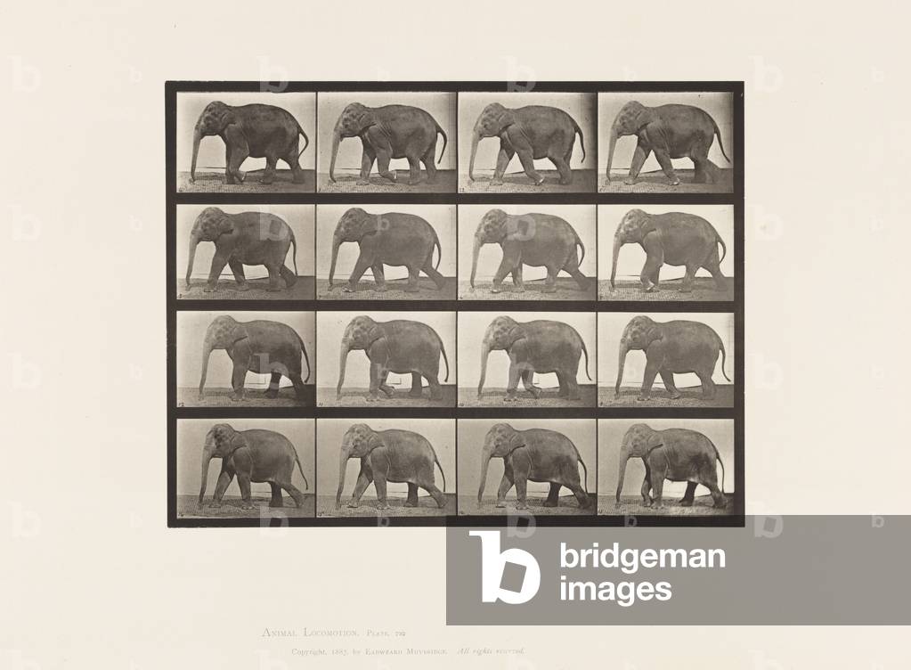 Targa 732. Elefante; Camminare, 1885 (collotipo su carta)