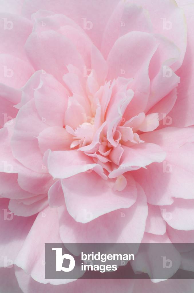 Rosa Kamelienblüte (Fotografie)