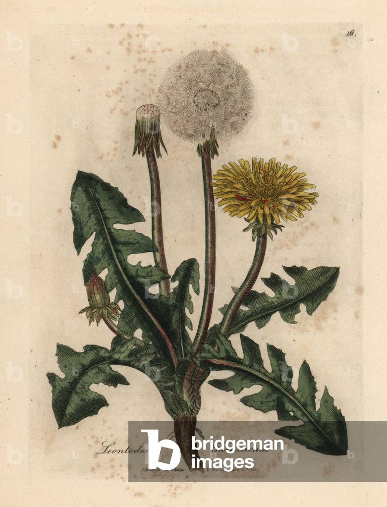 Bild von Gravur "Gelber blühter Löwenzahn" 1832 von James Sowerby