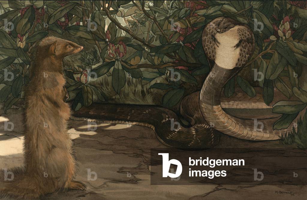 Image of RikkiTikki the Mongoose and Nag the Cobra, Illustration