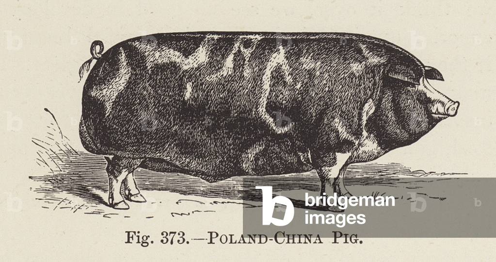 Image of Engraving depicting Poland-China Pig (engraving) 1801 by English Artist