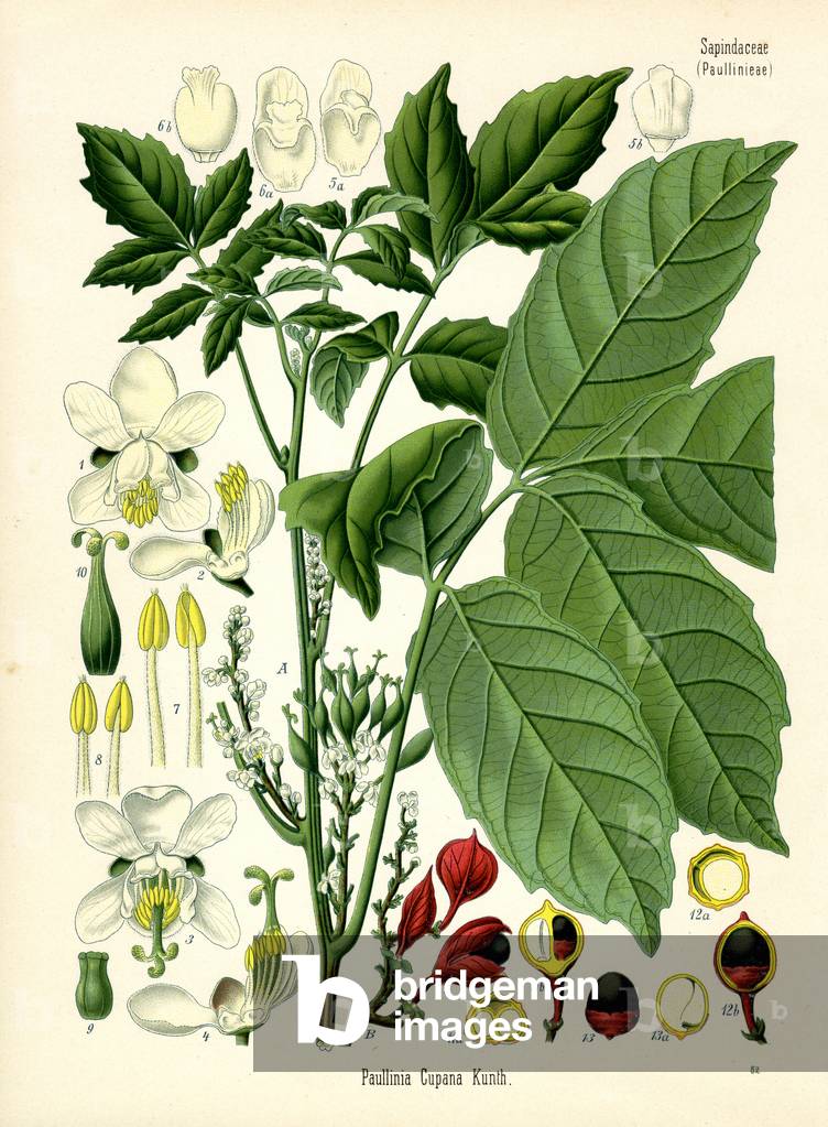 Guarana (Farblitho)