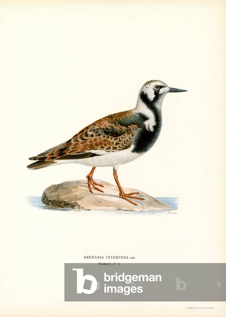 Ruddy Turnstone (colour litho) by Ferdinand Wright
