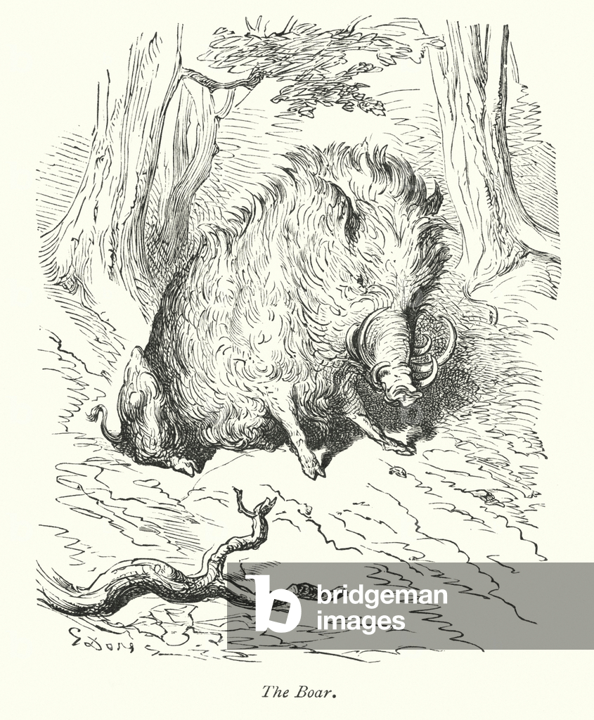Das Wildschwein (Kupferstich)