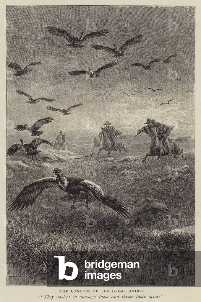 Bild von Druck "Jagd Kondore mit Lassos in den Anden" von English School