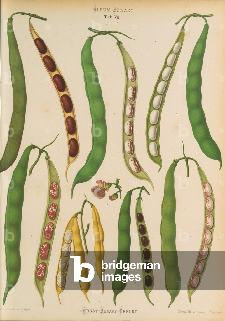 Image of Print depicting Beans - Dwarf French 1876 by Ernst Benary