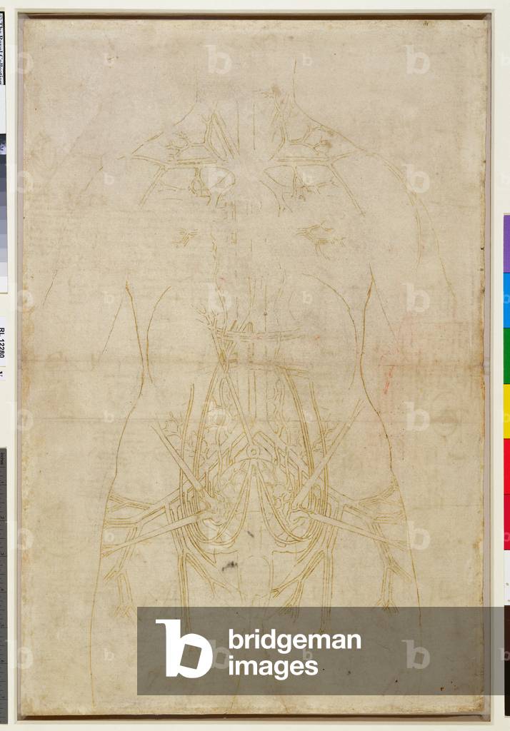 Image de Dessin représentant Verso : Les principaux organes et vaisseaux d'une femme (traçage) 1508 par Leonar
