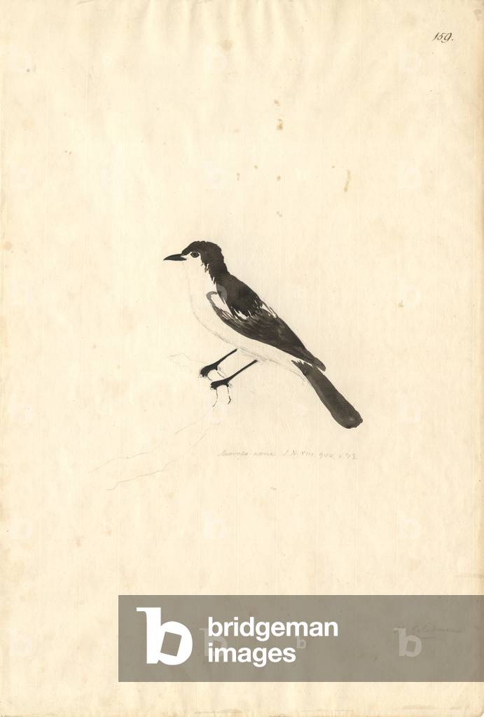 Image of Drawing depicting Lalage leucopyga by Georg Forster, b/w