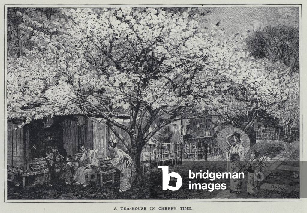 Immagine di Stampa "Una casa da tè in fiore di ciliegio tempo (lito)" di English School