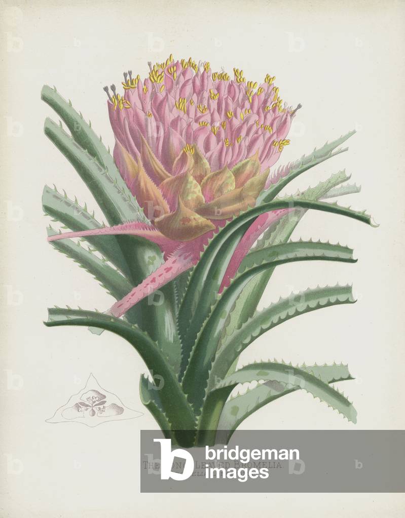 "Die Langblättrige Bromelie" von English School