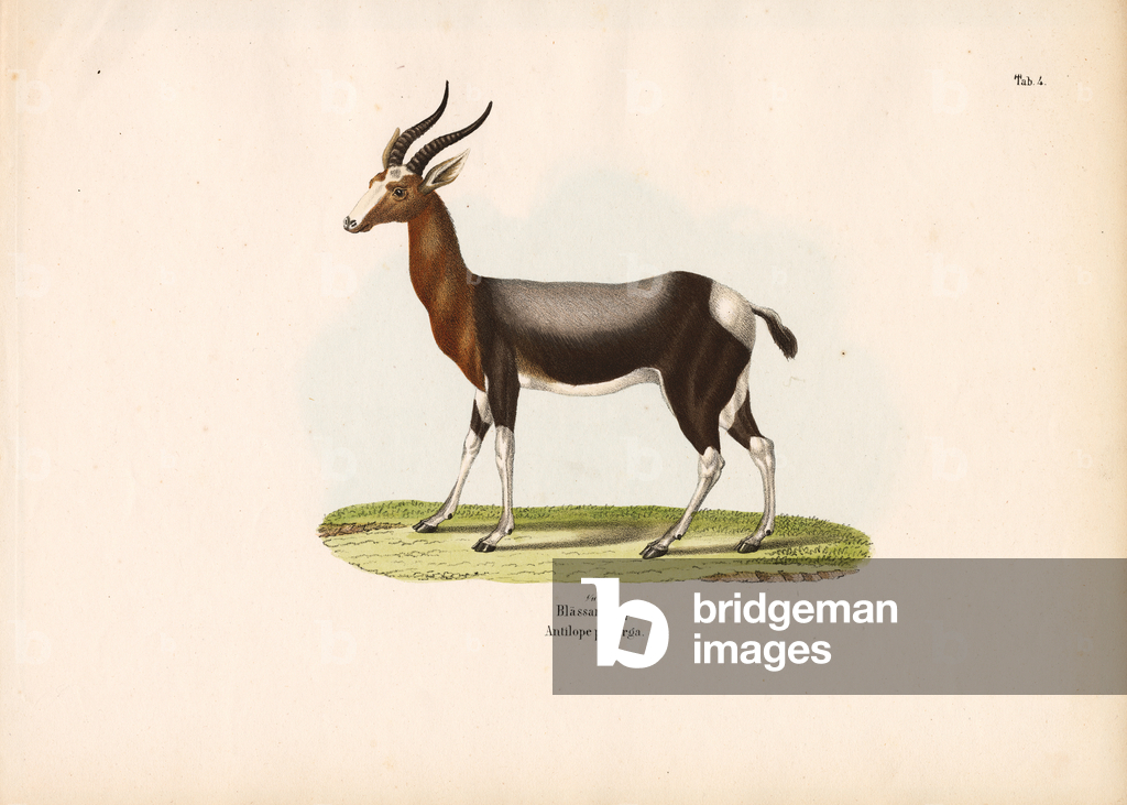 Immagine di Incisione "Bontebok" 1848 di Conrad Kull