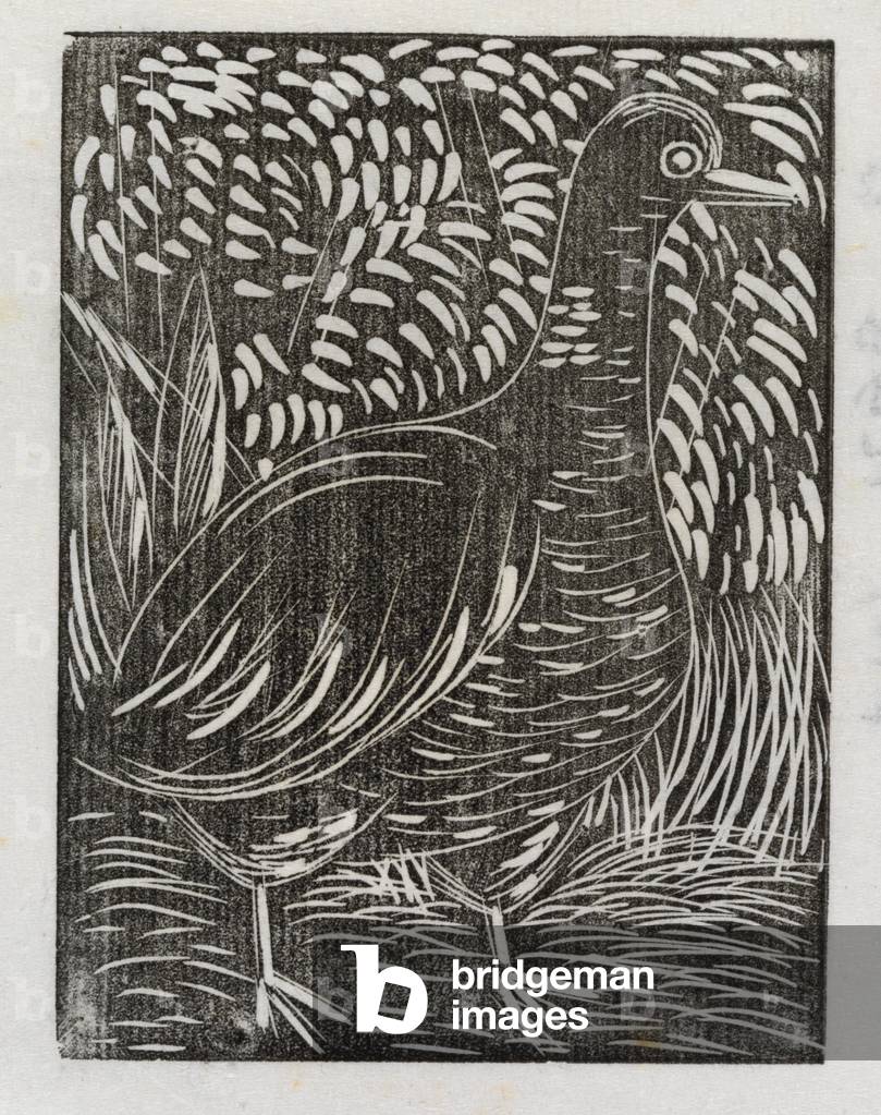 (Bird) (wood engraving) by Edwin Smith, b/w