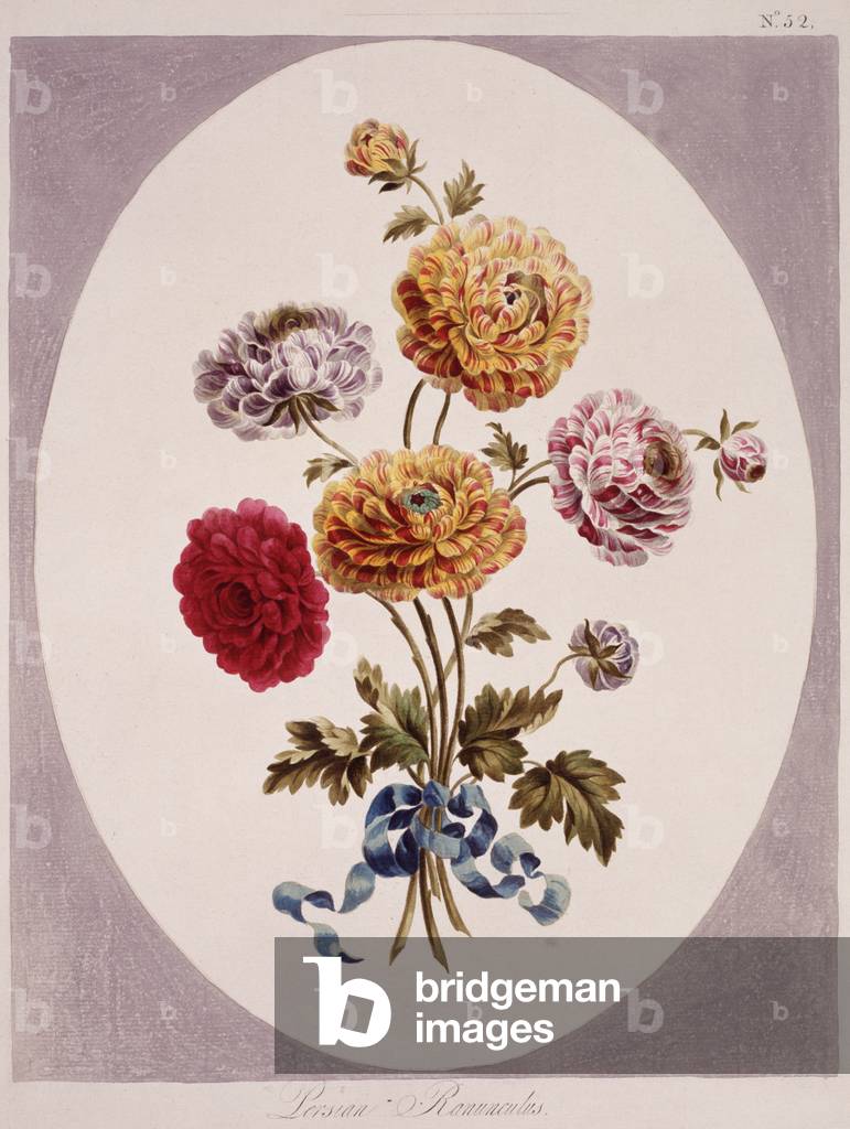 Ranunculus asiaticus