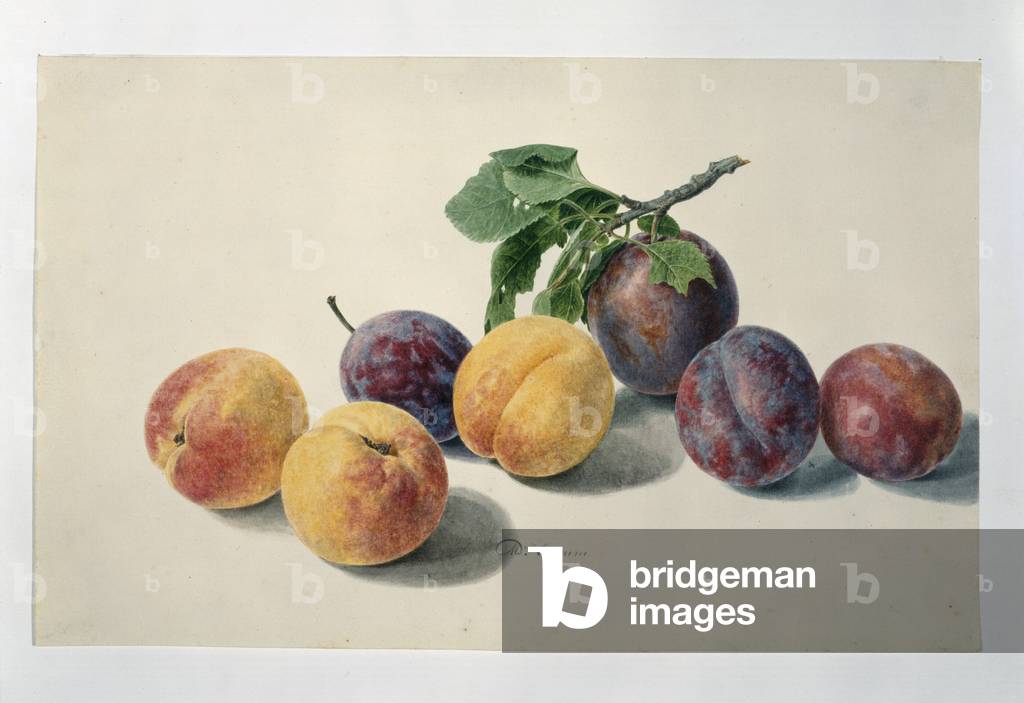 Prunus sp.