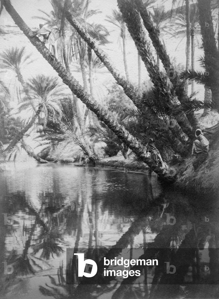 Palme, Tunisia, Africa, 1910-20 (foto b/n)