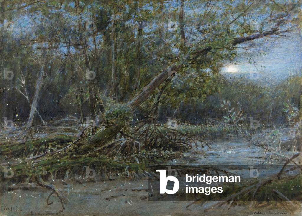 Fireflies, Demerera, c.1902 (w/c and bodycolour on paper)