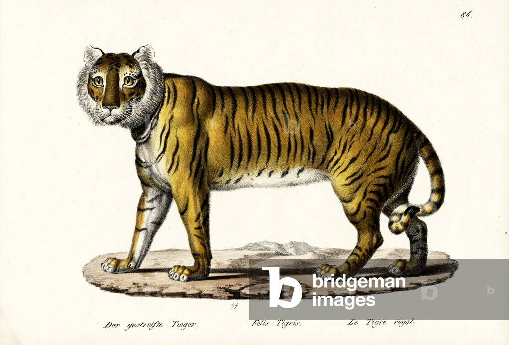 "Royal Tiger", 1824 di Karl Joseph Brodtmann