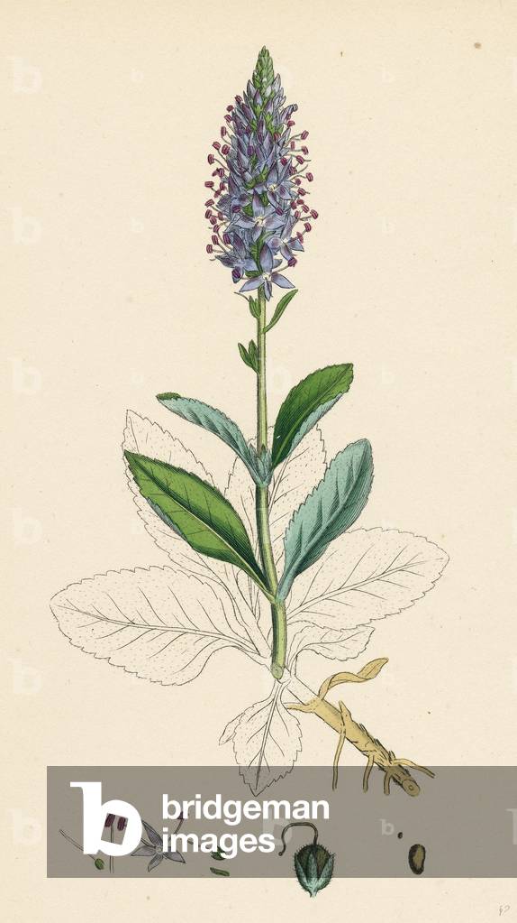 Veronica Spicata Var. Hybrida Spiked Speedwell Var. B